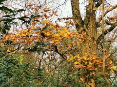 -上海佘山国家森林公园西佘山园