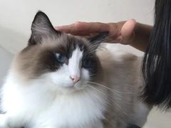 -Catmate·猫肥家润(金润铂宫店)