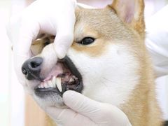 -美联众合动物医院·24h京西诊疗中心