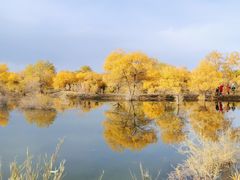 -金塔沙漠胡杨林景区