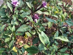 -中国科学院西双版纳热带植物园
