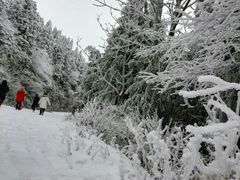 -武陵山森林公园