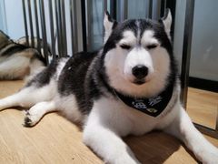 -Husky Go! 哈士奇体验馆·宠物咖啡厅狗咖