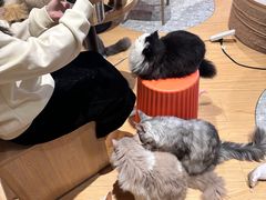 -米乐乖乖猫咪咖啡馆·猫咖(深圳湾后海汇店)