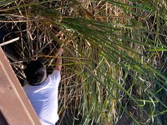 -羊亭河湿地公园