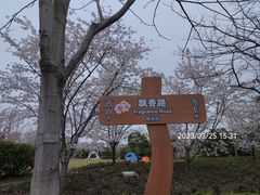 -顾村公园