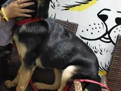 -美联众合宠物医院·爱萌分院·内外科·猫科中心