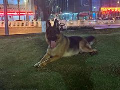 -瑞鹏宠物医院华南总院·夜诊·心脏科·骨科