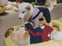 -逗柴咖啡屋·狗咖猫咖宠物桌游