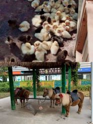 -萌宠亲子动物乐园(槐房万达店)