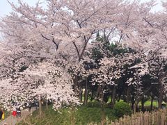 -嘉定紫藤园