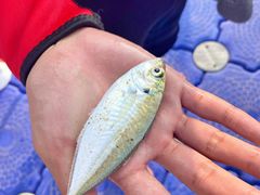 -西涌国际滨海旅游区