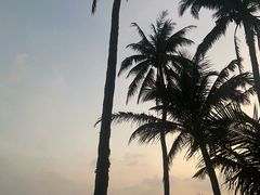 -东郊椰林