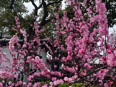-阳澄湖半岛旅游度假区