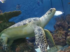 -上海海洋水族馆