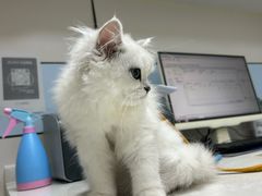 -中农国际动物医院24小时·猫科·骨科·急重症中心