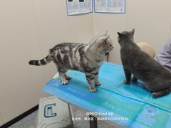 -芭比堂动物医院·CT·微创中心(新顺分院)