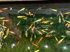 -龙悦湾酒家·八阵鱼生·渔人码头店