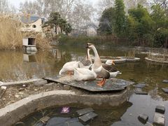 -洛阳市牡丹公园