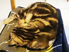 -平行世界·猫咖(首经贸店)