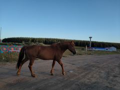 -塞罕坝国家级自然保护区