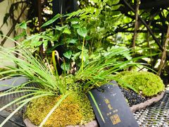 -植觉