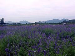 -北京东方普罗旺斯薰衣草庄园