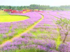 -杭州湾海上花田景区