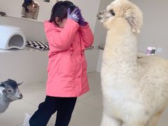 -怪兽屋·羊驼·猫咖·狗咖(俊华广场店)