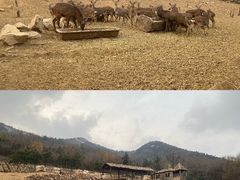 -青岛森林野生动物世界