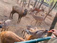 -大连铭湖国际观光牧场