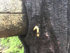 -花岩国家森林公园