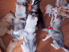 -Husky Go! 哈士奇体验馆·宠物咖啡厅狗咖