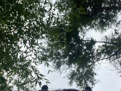 -成都大熊猫繁育研究基地