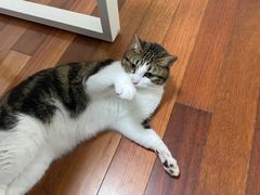 -申普宠物医院·心脏介入·心血管微创(总院)