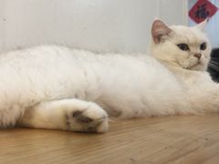 -李小姐の猫咖啡馆(五角场店)