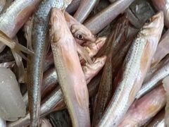 -柘林湖生态鱼馆