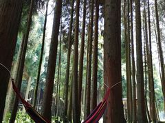 -武陵山森林公园