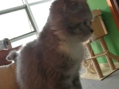 -喵店&猫咖