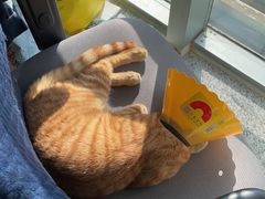 -伟伟宠物医院·瑞派猫友好医院·猫科(光谷店)