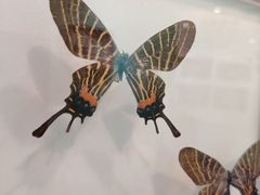 -上海昆虫博物馆