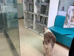 -瑞派申生动物医院·24H夜诊·国际动物医疗中心·骨外科(吴中路店)