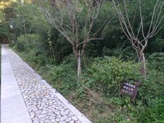 -镇江市南山风景名胜区竹林景区