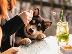 -柴犬高等学院·狗咖·柴犬售卖·宠物训练