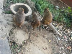 -黔灵山公园