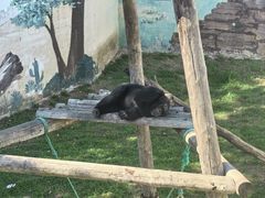 -西霞口神雕山野生动物世界