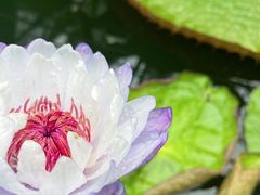 -国家植物园