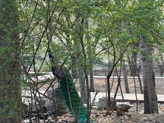 -北京麋鹿生态实验中心