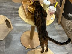 -楼上猫咖(罗湖店)