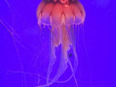 -上海海洋水族馆